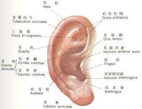 耳朵的结构图解大全