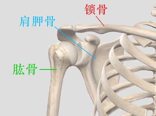 肩胛骨位置示意图