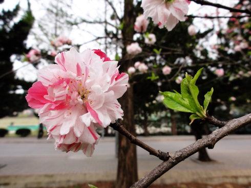 桃花是什么样子的描述