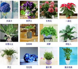 植物名称大全名字